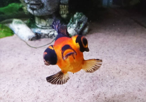 goldfish life span
