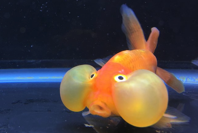 bubbled eye goldfish