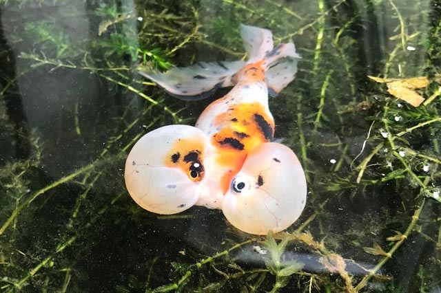 bubble eye goldfish picture