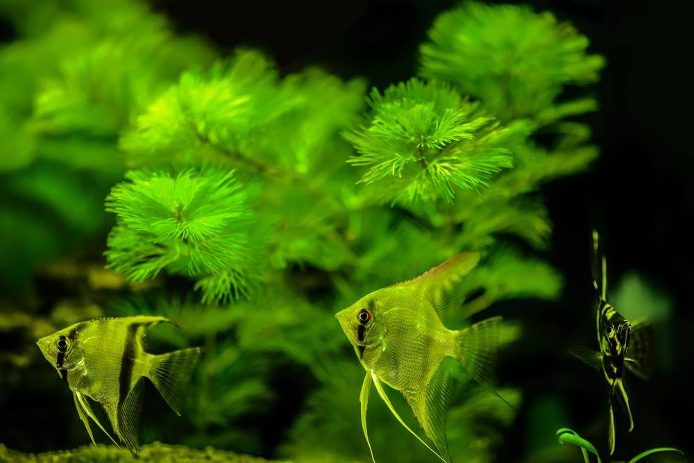 other-species-of-plant-food-for-fish