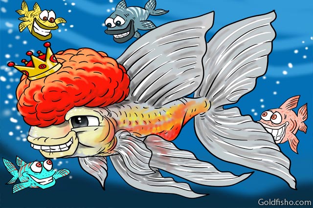 red cap oranda goldfish