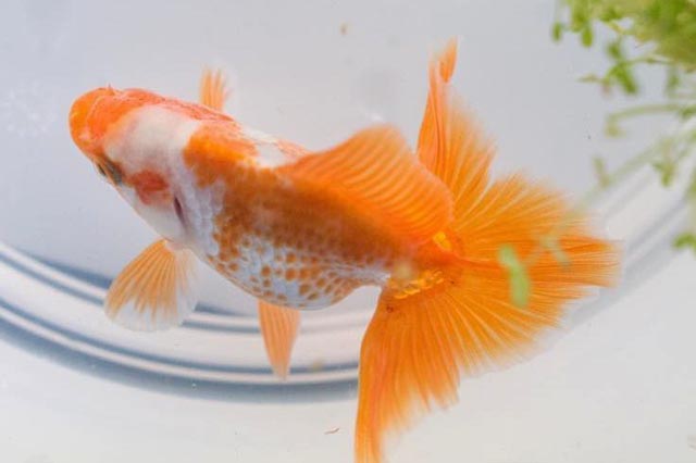 tosakin goldfish