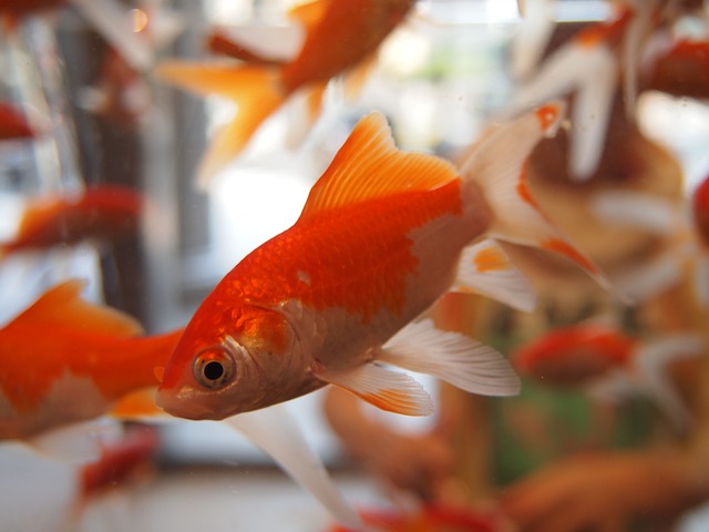 goldfish thermostat